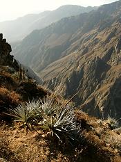 Colca Canyon Peru