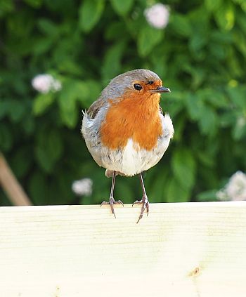 An Tigin Salach An Tigin Salach